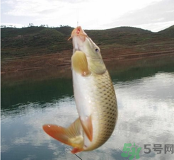 夜釣鯉魚用什么餌料？秋天夜釣鯉魚用什么餌料？