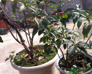桂花可以做什么?新鮮桂花可以做什么? 桂花可以做什么?新鮮桂花可以做什么?