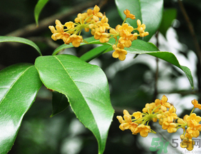  桂花什么季節(jié)開花？桂花什么時(shí)候開花？