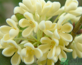 桂花怎么做香水？新鮮桂花怎么做香水？
