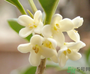 桂花怎么做香水？新鮮桂花怎么做香水？