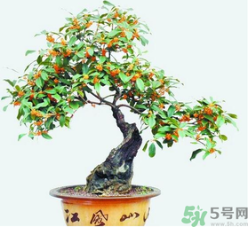 桂花樹可以種在室內嗎？桂花樹適合在室內嗎？