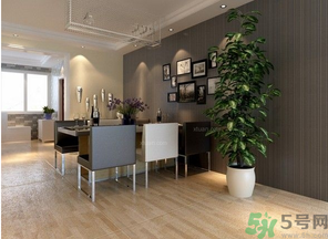 桂花樹可以種在室內嗎？桂花樹適合在室內嗎？
