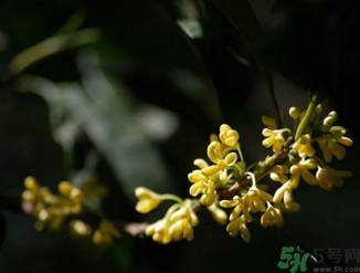 桂花酒的保質(zhì)期是多少？桂花酒過(guò)期了能喝嗎？