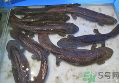 野生娃娃魚多少錢一斤？野生娃娃魚多少錢一條？