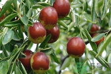 冬棗能泡茶喝嗎？泡茶喝用干冬棗好還是新鮮冬棗好？