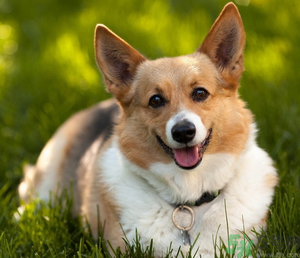 狂犬病的潛伏期最長多長？狗咬了會得狂犬病嗎？