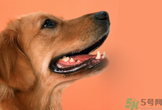 狂犬病的潛伏期最長多長？狗咬了會得狂犬病嗎？