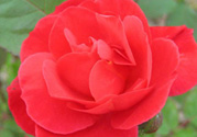 月季花可以放在室內嗎？月季花放在室內好嗎？