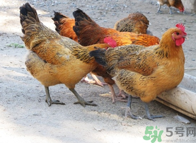 土雞多少錢一斤？土雞多少錢一只？