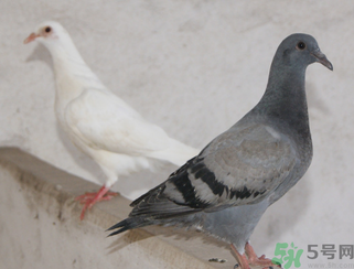 鴿子多少錢一只？鴿子多少錢一斤？