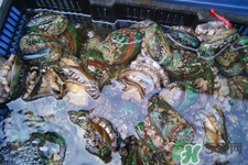 鮑魚能生吃嗎？鮑魚生吃對身體好嗎？