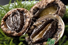 鮑魚能生吃嗎？鮑魚生吃對身體好嗎？