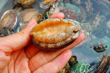 生蠔和鮑魚哪個更好吃？鮑魚和生蠔的區(qū)別