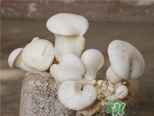 白靈菇的營養價值 白靈菇的功效與作用