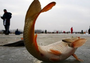 冬天釣魚用什么餌料？冬天釣魚用什么小藥？