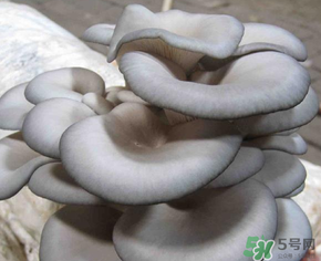平菇可以放冰箱嗎？平菇在冰箱可以放幾天？