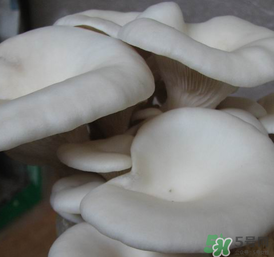 平菇可以放冰箱嗎？平菇在冰箱可以放幾天？