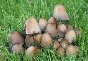 草菇不能和什么一起吃？草菇和什么相克？