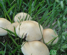 草菇不能和什么一起吃？草菇和什么相克？
