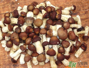 草菇可以放冰箱嗎？草菇放冰箱還能吃嗎？