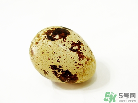 鵪鶉蛋不能和什么一起吃？鵪鶉蛋不能與什么同食？