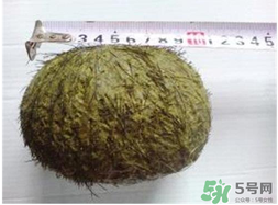 羊寶是什么？羊寶為什么這么貴？