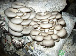 平菇是什么樣子？平菇是怎么長出來的？