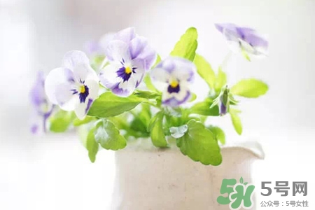 冬天陽臺種什么植物好？冬天種什么植物好養(yǎng)活？