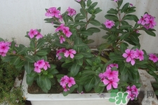 冬天陽臺種什么植物好？冬天種什么植物好養(yǎng)活？