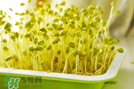 冬天可以發(fā)豆芽嗎？冬天怎樣發(fā)黃豆芽？
