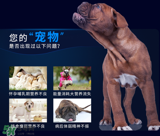 狗狗營養膏一天吃幾次？狗狗營養膏一天喂多少？