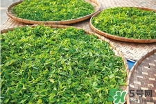 口含茶葉能治口臭嗎？口含茶葉有什么作用？