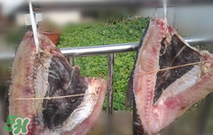 新鮮魚怎么腌制咸魚塊？咸魚塊怎么腌制