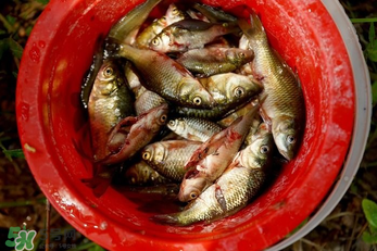 腌魚用什么容器？腌魚用什么裝？