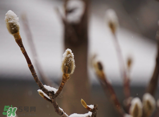 七九是哪一天？2017年七九是哪天？