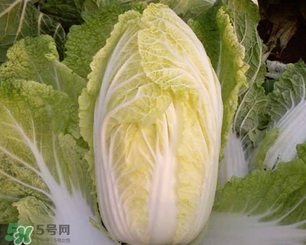 白菜葉子上的小黑點(diǎn)是什么？白菜葉子上有黑點(diǎn)能吃嗎？
