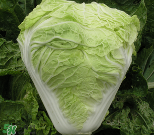 白菜葉子上的小黑點(diǎn)是什么？白菜葉子上有黑點(diǎn)能吃嗎？