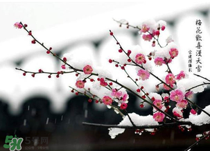 梅花可以放臥室嗎？梅花放在臥室風水好嗎？