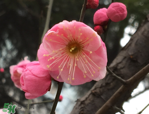 梅花可以放臥室嗎？梅花放在臥室風水好嗎？
