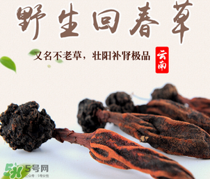回春草多少錢(qián)一斤？回春草多少錢(qián)一克？