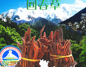 回春草多少錢(qián)一斤？回春草多少錢(qián)一克？