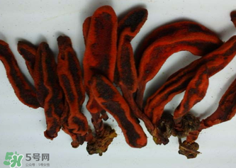 回春草有什么功效？回春草的功效與作用 