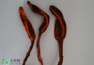 回春草有什么功效？回春草的功效與作用 
