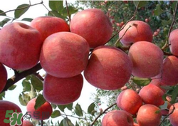阿克蘇蘋(píng)果脆嗎？阿克蘇蘋(píng)果是粉蘋(píng)果還是脆蘋(píng)果？