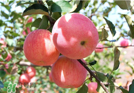 面蘋果和脆蘋果有什么區別？面蘋果和脆蘋果哪個營養大？