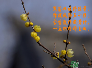 臘月有什么時候好日子？臘月有幾個黃道吉日？