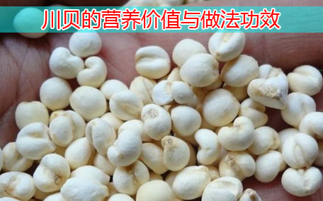 川貝可以放冰箱保存嗎 川貝怎么保存