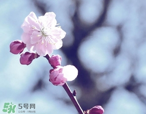 立春吃什么蔬菜？立春時令蔬菜推薦