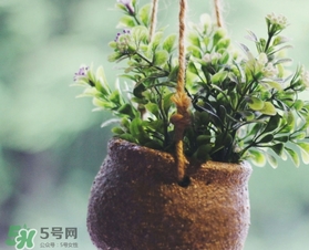 立春吃什么蔬菜？立春時令蔬菜推薦